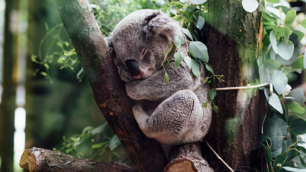Koala in Australien