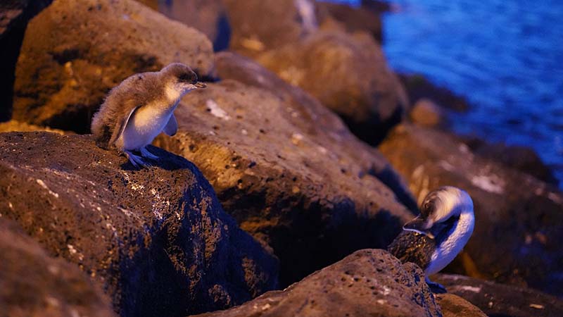 St Kilda pier penguins by Lennart Nacke