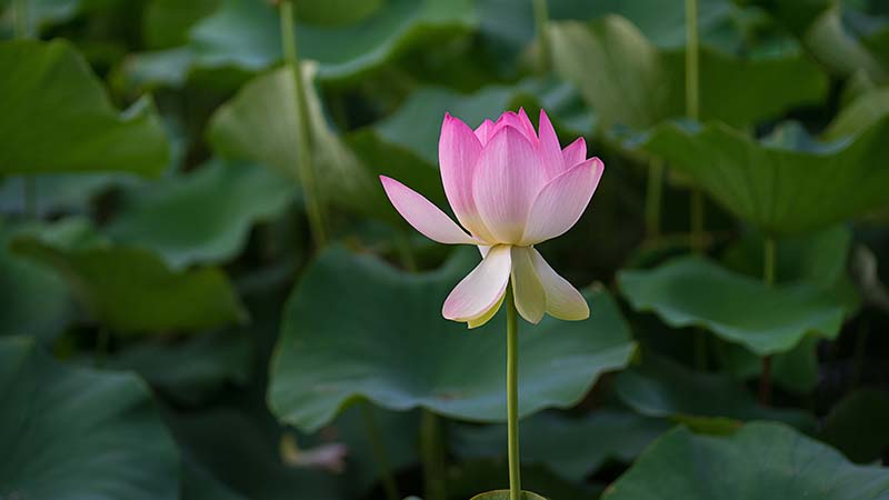 Water Lily in Royal Botanic Gardens by Aradhika Sharma