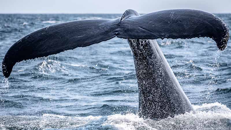 whale watching on tenerife spain