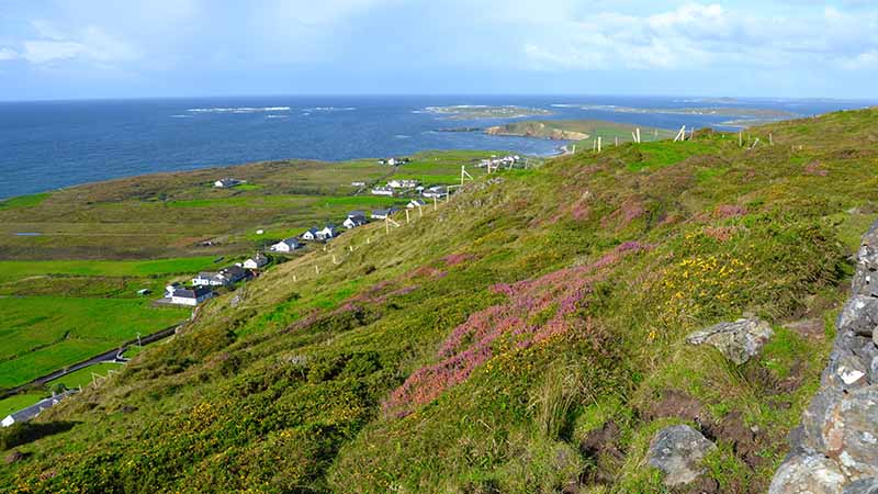 Irische Heidelandschaft an der Küste bei Galway