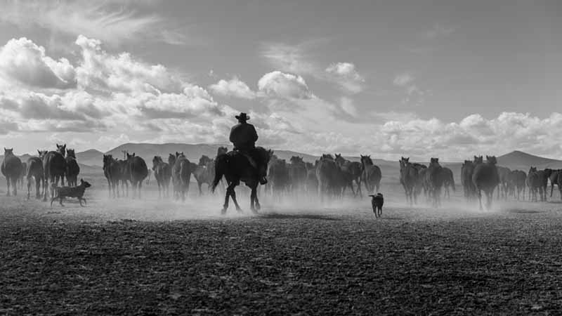 You can even become a cowboy in Australia as a backpacker