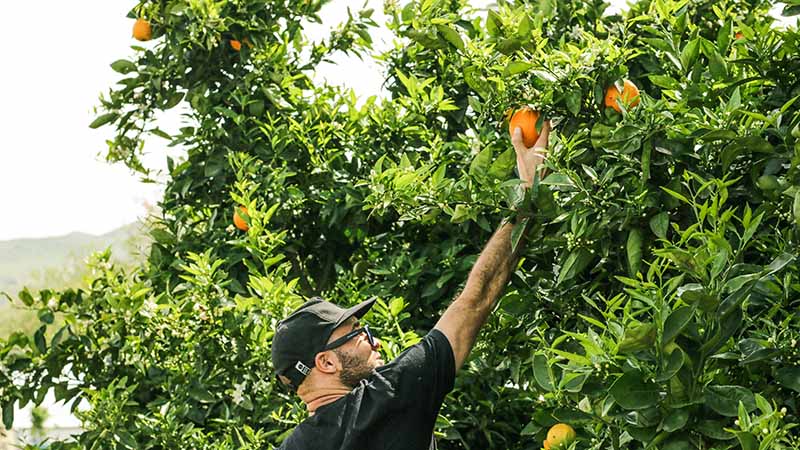 Work on a farm in Australia - Fruit Picking