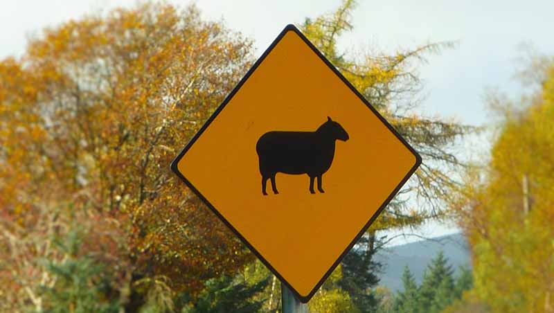 Irish traffic sign warning for sheeps on the road