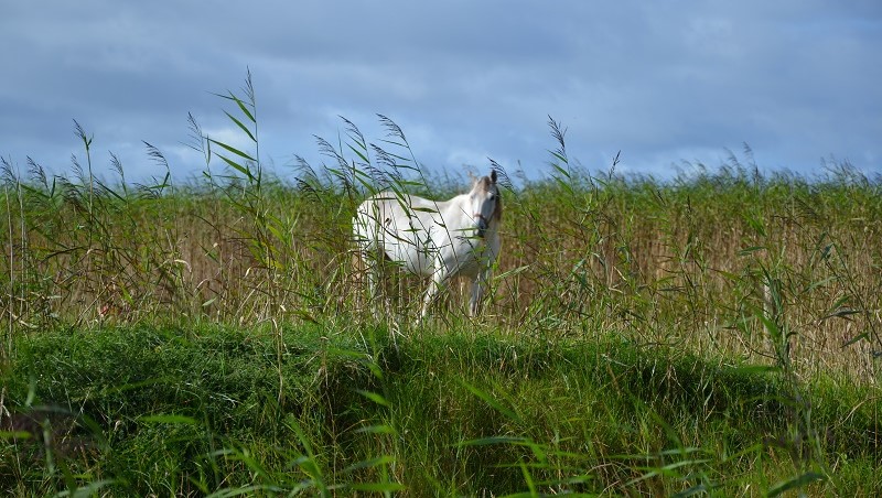 Jobs on a horse farm in Ierland