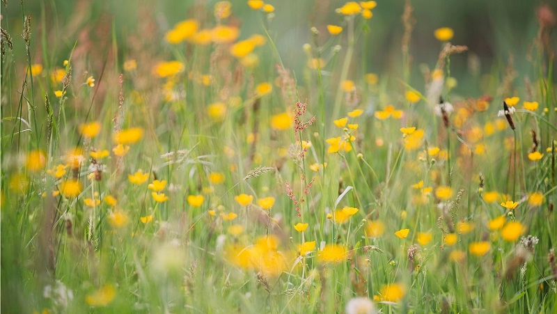 Ireland Public Holidays - May Day